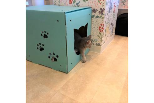 成約済の大阪府のスコティッシュフォールド-4979の1枚目