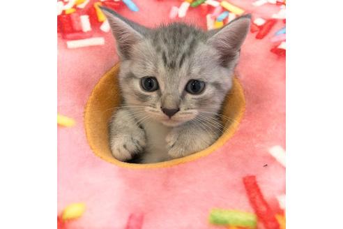 成約済の大阪府のスコティッシュフォールド-4980の3枚目