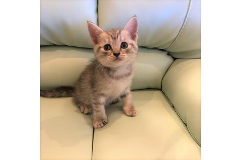 成約済の大阪府のスコティッシュフォールド-4980の2枚目