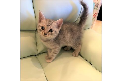 成約済の大阪府のスコティッシュフォールド-4980の1枚目