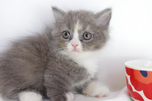 成約済の愛知県のマンチカン-4775の3枚目