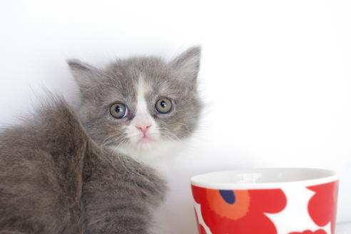 成約済の愛知県のマンチカン-4775の2枚目