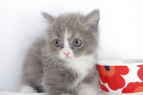 成約済の愛知県のマンチカン-4775の1枚目