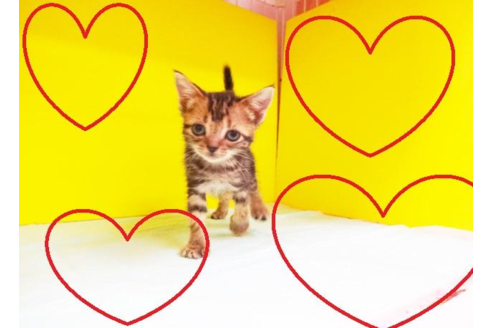 成約済の東京都のアメリカンショートヘア-5026の2枚目