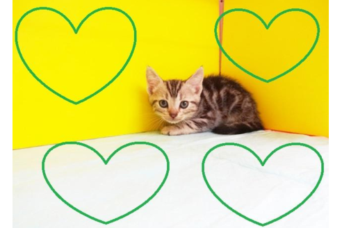 成約済の東京都のアメリカンショートヘア-5027の2枚目