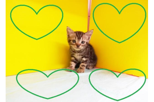 成約済の東京都のアメリカンショートヘア-5033の2枚目