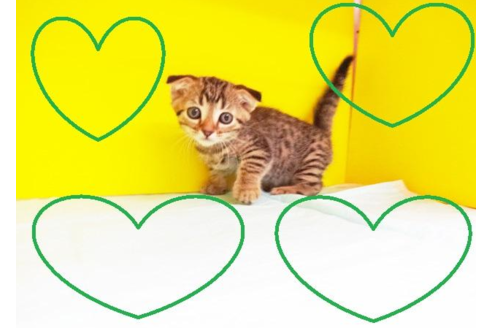 成約済の東京都のマンチカン-5036の2枚目