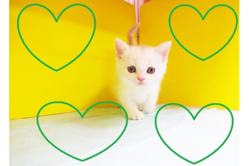 成約済の東京都のマンチカン-5037の1枚目