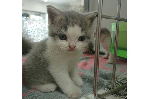 成約済の愛知県のスコティッシュフォールド-5043の3枚目