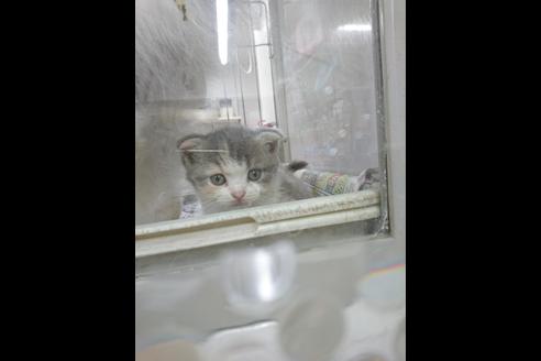 成約済の愛知県のスコティッシュフォールド-5044の1枚目
