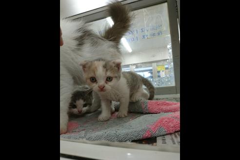 成約済の愛知県のスコティッシュフォールド-5045の2枚目