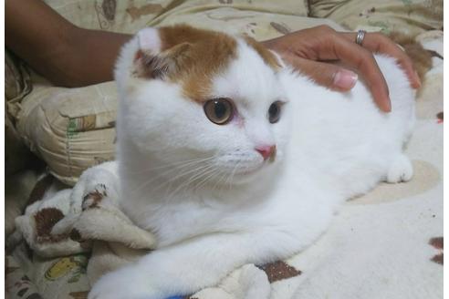 成約済の愛知県のスコティッシュフォールド-4604の5枚目