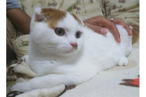 成約済の愛知県のスコティッシュフォールド-4604の4枚目