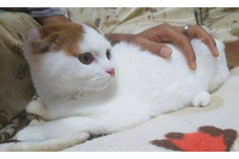 成約済の愛知県のスコティッシュフォールド-4604の3枚目