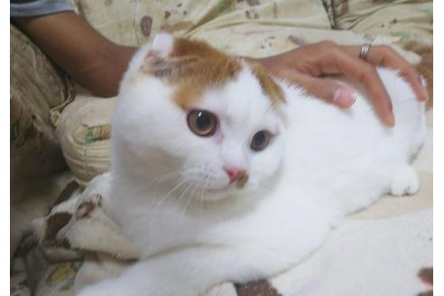 成約済の愛知県のスコティッシュフォールド-4604の2枚目