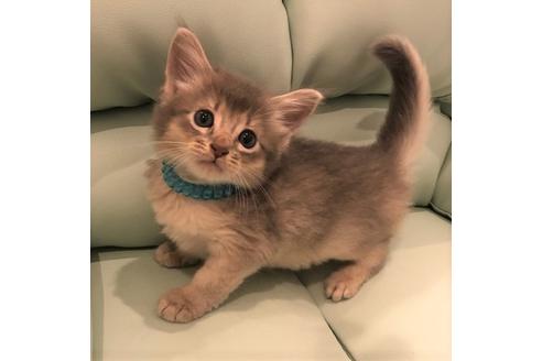 成約済の大阪府のソマリ-5054の5枚目