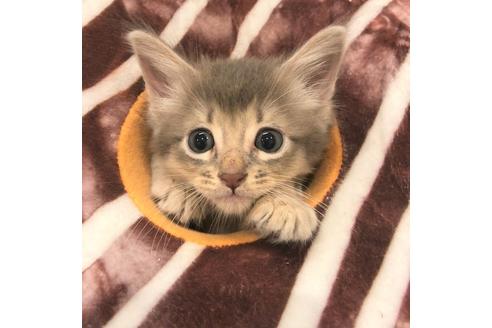 成約済の大阪府のソマリ-5054の3枚目