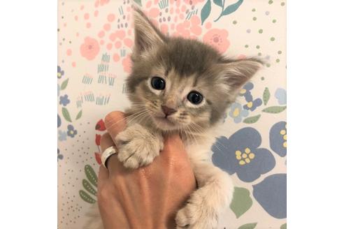 成約済の大阪府のソマリ-5054の2枚目