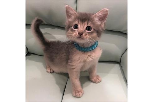 成約済の大阪府のソマリ-5054の1枚目