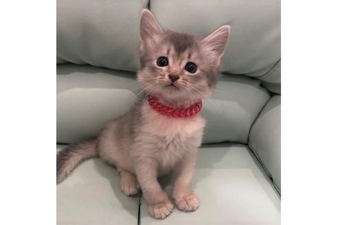 成約済の大阪府のソマリ-5056の5枚目