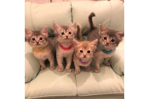 成約済の大阪府のソマリ-5056の4枚目