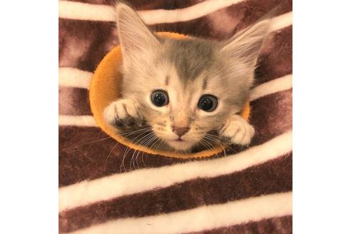 成約済の大阪府のソマリ-5056の3枚目