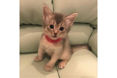 成約済の大阪府のソマリ-5056の2枚目