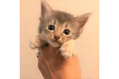 成約済の大阪府のソマリ-5056の1枚目