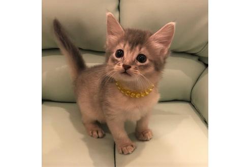 成約済の大阪府のソマリ-5057の5枚目