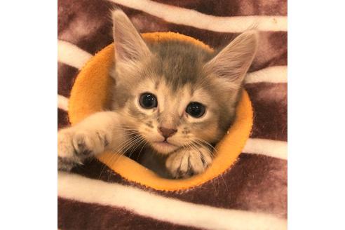 成約済の大阪府のソマリ-5057の3枚目