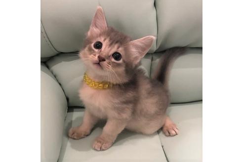 成約済の大阪府のソマリ-5057の2枚目