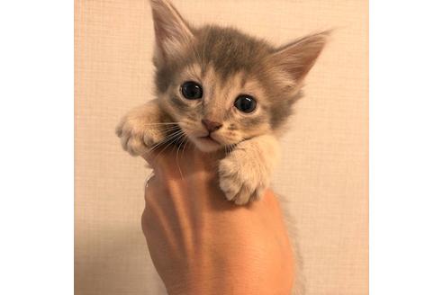 成約済の大阪府のソマリ-5057の1枚目