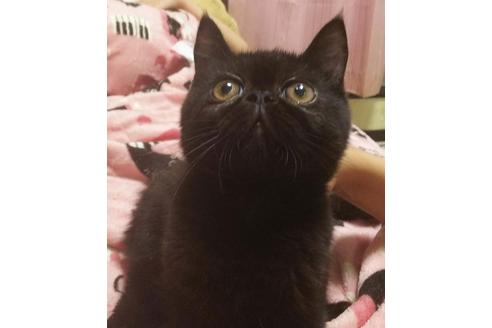 成約済の愛知県のエキゾチックショートヘア-4815の5枚目