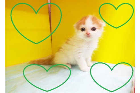 成約済の東京都のスコティッシュフォールド-5087の2枚目