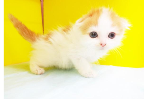 成約済の東京都のスコティッシュフォールド-5087の1枚目