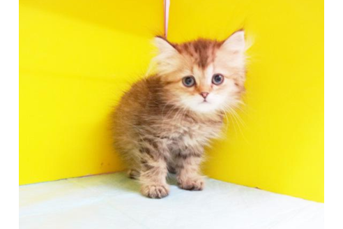 成約済の東京都のペルシャ-5089の1枚目