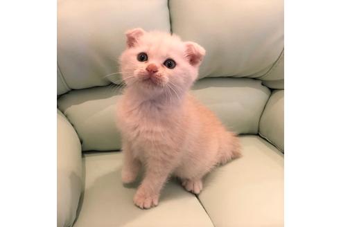 成約済の大阪府のスコティッシュフォールド-5094の4枚目