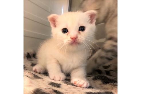 成約済の大阪府のスコティッシュフォールド-5094の3枚目