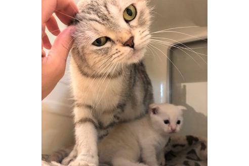 成約済の大阪府のスコティッシュフォールド-5094の2枚目