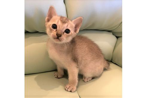 成約済の大阪府のシンガプーラ-5095の5枚目