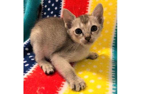 成約済の大阪府のシンガプーラ-5095の4枚目