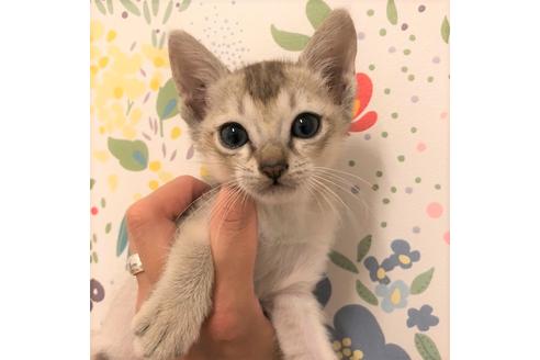 成約済の大阪府のシンガプーラ-5095の3枚目