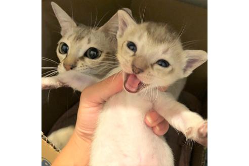 成約済の大阪府のシンガプーラ-5095の2枚目