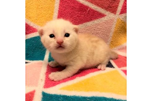 成約済の大阪府のスコティッシュフォールド-5094の1枚目