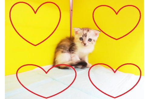 成約済の東京都のスコティッシュフォールド-5105の2枚目