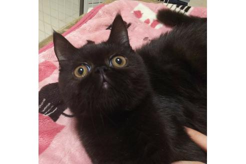 成約済の愛知県のエキゾチックショートヘア-4815の4枚目