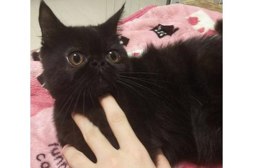 成約済の愛知県のエキゾチックショートヘア-4815の3枚目