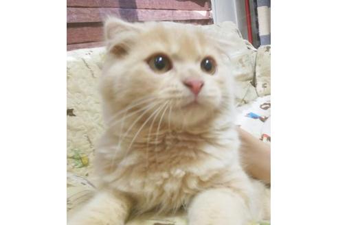 成約済の愛知県のスコティッシュフォールド-5151の5枚目