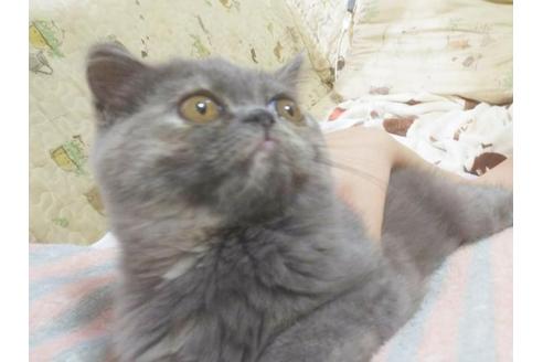 成約済の愛知県のエキゾチックショートヘア-5152の5枚目