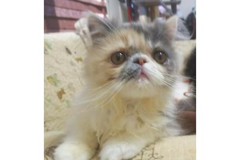 成約済の愛知県のエキゾチックショートヘア-5154の5枚目